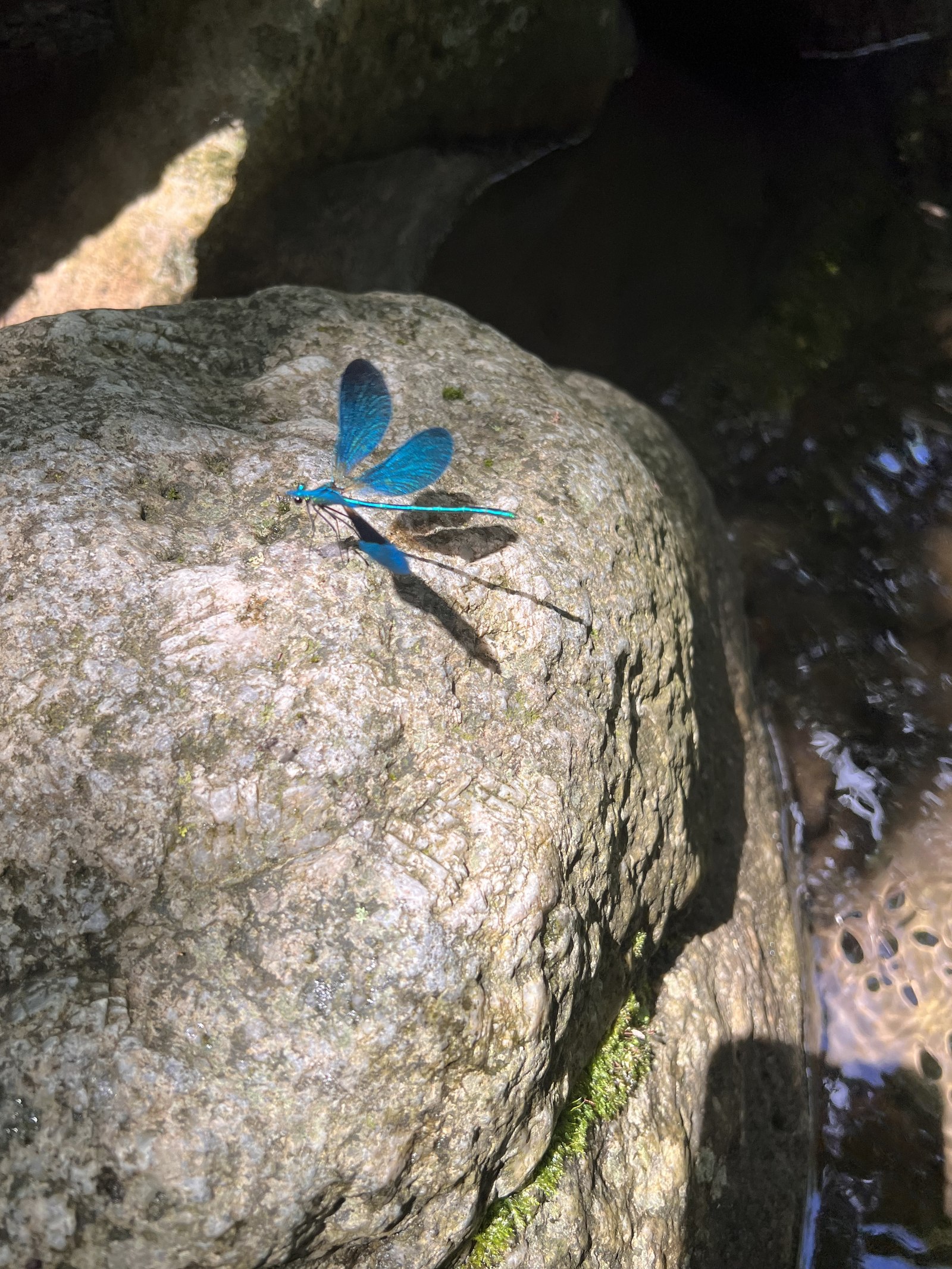 Libellule bleue au bord du Gardon